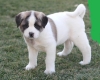 lovely-akita-puppies-available-now