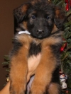 100-german-blood-line-AKC-German-Shepherd-Sire-Dam-Pups