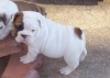 Amazing-bulldog-puppy-ready-for-their-new-homes