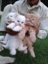 -Pure-Persian-kittens-available-for-sale-$500-