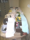 Many-baby-parrots-for-sale