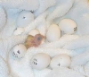 Parrot-and-fresh-fertile-eggs-for-sale