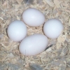 parrot-and-fertile-eggs