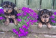 Quality-male-and-female-Yorkshire-Terrier-Puppies