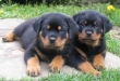 Male-and-female-Rottweiler-puppies