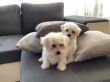 Cute-Maltese-puppies-ready