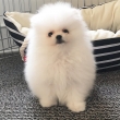Pomeranian-puppies-for-sale